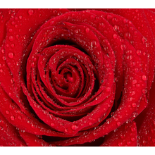 Фотообои - Красная роза с каплями воды