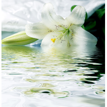Фотообои с белой лилией над водой