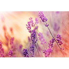Фотообои - Цветы лаванды