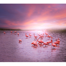 Фотообои с фламинго на озере на фоне заката