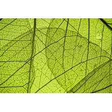 Фотообои - Листья в стиле макро