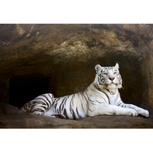 Фотообои с белым тигром