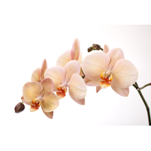 Фотообои - Веточка нежно-розовых орхидей
