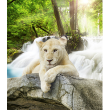 Фотообои - Белая львица у водопада в лесу