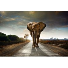 Фотообои на стену - Слон на дороге