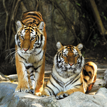 Фотообои с тиграми