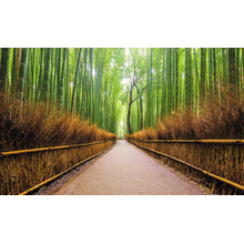 Дорога через бамбуковый лес — Обои для стен