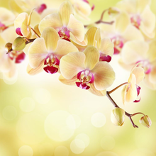 Фотообои - Ветка нежной желтой орхидеи на ярком фоне