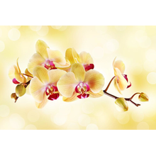 Фотообои с желтыми орхидеями