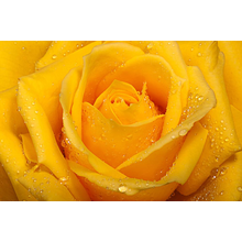 Фотообои - Желтая роза