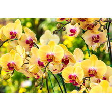 Обои с желтыми орхидеями