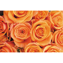 Фотообои с нежно-оранжевыми розами