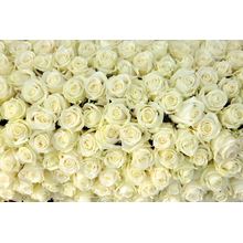 Фотообои "Белые розы"