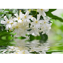 Фотообои "Цветы жасмина" (отражение в воде)