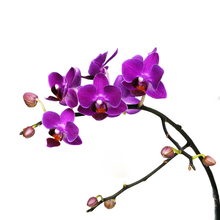 Темно-розовые цветы орхидеи