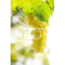 Фотообои на стену с виноградом в лучах солнца