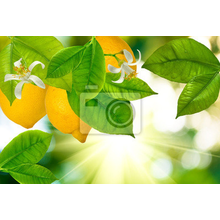 Фотообои на стену с лимонами