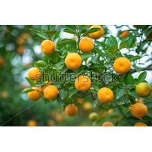 Фотообои с апельсинами