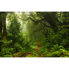 Субтропический лес — Обои на стену