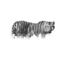 Фотообои с Сибирским тигром (черно-белый рисунок)