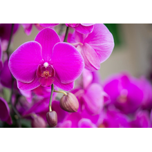 Цветок розовой орхидеи крупным планом