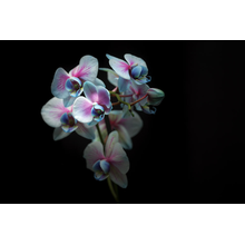Голубая орхидея на черном