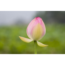 Одинокий розовый цветок на зеленом фоне