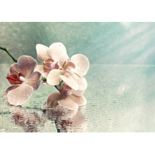 Орхидеи - отражение в воде на винтажном фоне