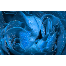 Голубая роза с каплями воды