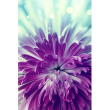 Фиолетовый цветок