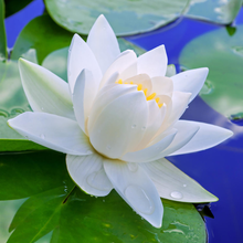 Белая лилия на голубой воде