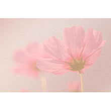 Нежно-розовый цветок на бледном фоне