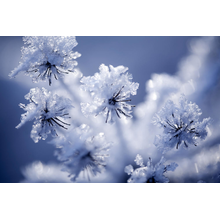Фотообои с цветами под снегом