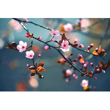 Красивое цветение сакуры