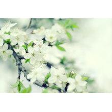 Размытые цветы сакуры