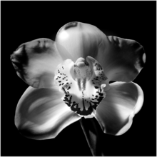 Цветок орхидеи на черном фоне