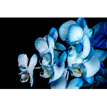 Голубые орхидеи на темном фоне