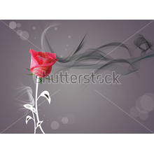 3Д Фотообои с красной розой на темном фоне