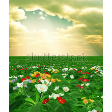 Фотообои 3Д - Поле с цветами