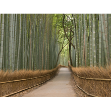 Дорога в бамбуковой роще