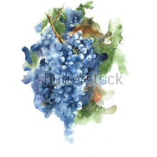 Фотообои с виноградом (рисунок)