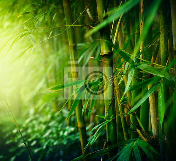 Фотообои с бамбуком (пейзаж) артикул 10000717