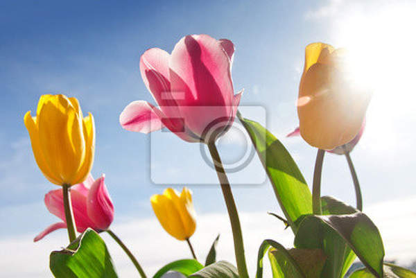 Фотообои для стен - Красивые тюльпаны артикул 10000740