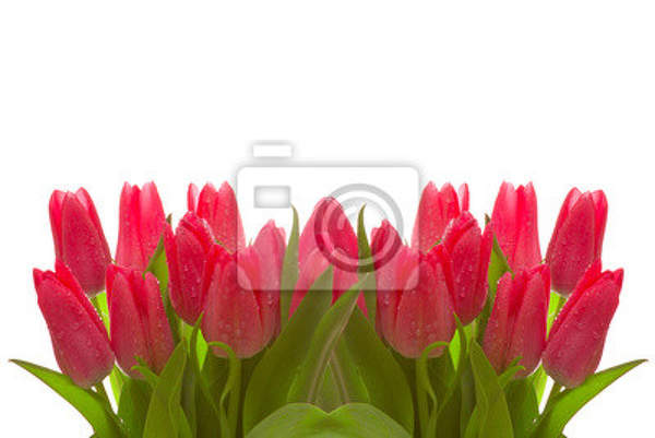 Фотообои с розовыми тюльпанами на белом фоне артикул 10000742