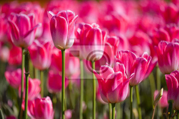 Фотообои для стен с розовыми тюльпанами артикул 10000739