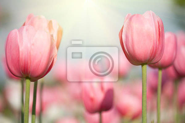 Фотообои с цветущими тюльпанами артикул 10000731
