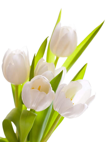 Белые тюльпаны на белом фоне — Обои на стену артикул 10000345