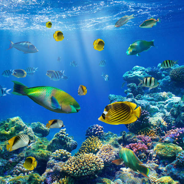 Фотообои - Коралловые рыбки артикул 10003618