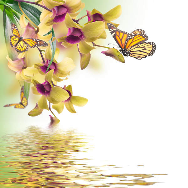 Фотообои "Цветочный фон с тропическими орхидеями и бабочкой" артикул 10008673