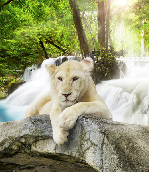Фотообои - Белая львица у водопада в лесу артикул 10000513